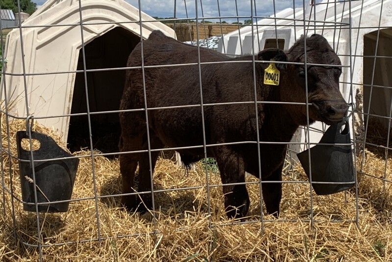 Straight-bred beef embryo transplants offer numerous advantages over dairy/beef crossbreds.