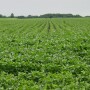 soybean field