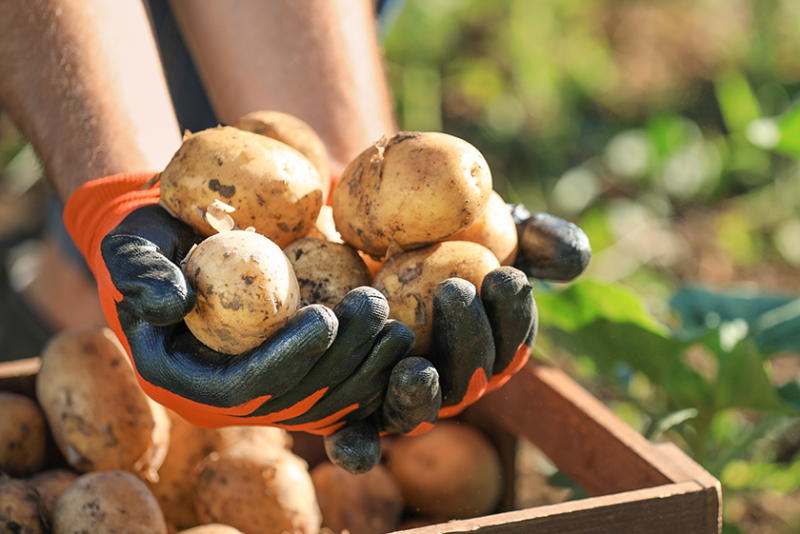 Gloved hands holding potatoes above a crate in a field