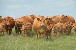 BT_Cows_Calves_Akaushi