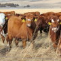 Red_Beef_Heifers