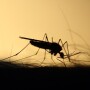 Mosquito