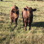 NDSU calves