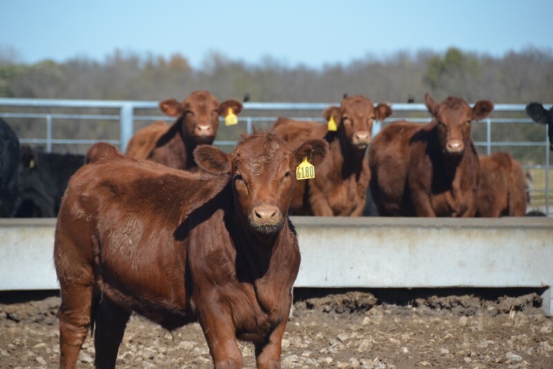 Make weaning and preconditioning a worthwhile investment.