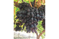 Black table grapes, like the Sweet Sapphire, may not be as popular as red or green varieties, but suppliers say they have their own following.
