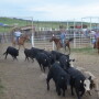 BT_Stocker_Cattle_Cowboys