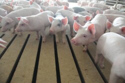 Global and national policy issues continue to be top priorities for pork producers.