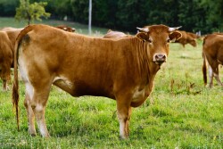 limousin-cow-1057895-639x464