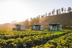 tx robot strawberry picker
