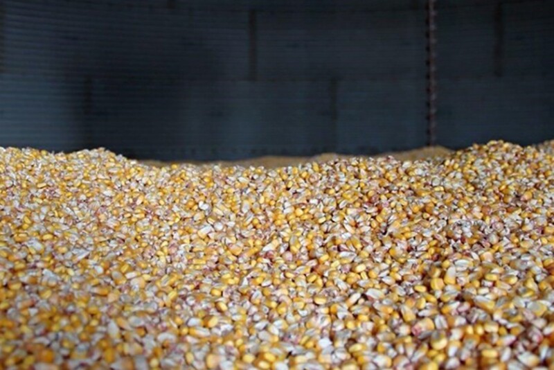 Corn in bin