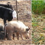Feral_Pig_Collage.jpg