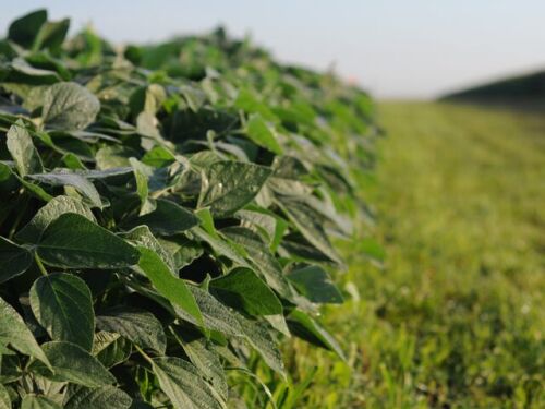 soybeans
