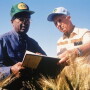 rajaram_borlaug_field_in_mexico_credit_to_gene_hettel