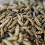 Black soldier fly larvae