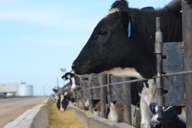 BT_Holstein_Feedlot_Bunk