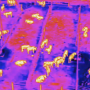 Drones equipped with thermal imaging cameras have been buzzing over a research feedlot near Amarillo, as researchers develop test methods to identify feverish animals before they show symptoms of illness, like eating less feed or infecting other animals. 