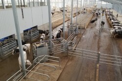 The PRO-DAIRY program at Cornell University has published a comprehensive, five-part fact sheet series that parse the many considerations of building, adapting to, and managing a robotically milked dairy herd. 