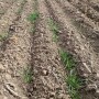 winter_wheat.jpg