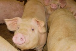 CAFO pigs