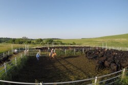 BT_Loading_Stocker_Cattle