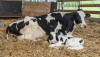 Fresh Cow 