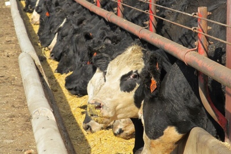 ISU feedbunk