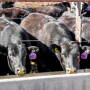 Zeman Ranch