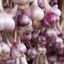 Oppy Spanish garlic