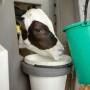 Calf Drinking Milk_Adobe Stock