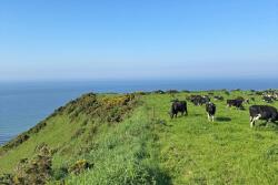 Pastorial dairy production in Scotland