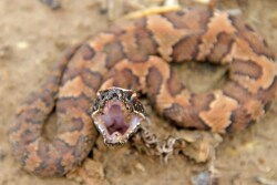 Cottonmouth