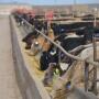 Cattle profitability increased last week.