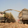 corn_harvest_9-08_044_-_Cropped