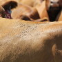 Fly control needs to be considered whether in a dry lot or grazing.