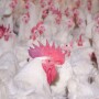 USDA Poultry Chicken House