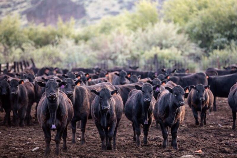 Morgan Ranches