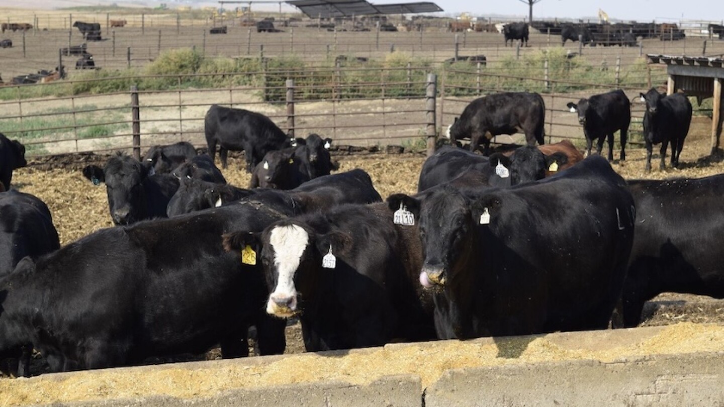 Spring Calving Begins Now - Drovers