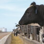 cattle_feedlot