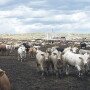 Proposed legislation would ban CAFOs.