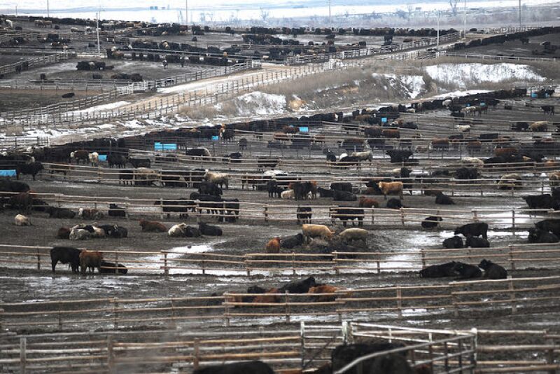 Feedlot in winter