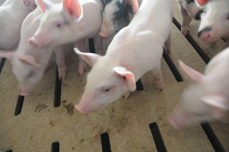 African swine fever (ASF) could be the biggest event in animal protein for years, as the devastating disease spreads beyond China’s borders.