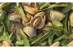 This year’s almond crop already has set a record, says Richard Waycott, president and CEO of the Almond Board of California. The state’s 7,600 almond growers will produce up to 2.5 billion pounds of almonds on 1.2 million bearing acres.