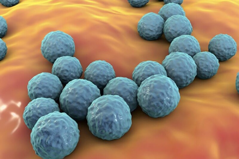 Enterococcus Faecium