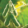 A challenging growing season in the U.S. and a turnaround in Chinese demand facilitated a black swan event to change the soybean outlook.