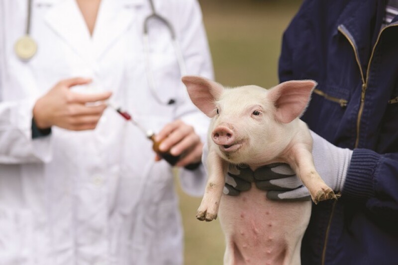 As pork production increases around the world, the animal health industry is predicted to grow as well.