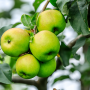 Green apples on a tree