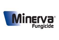 Minerva_Logo-01.png