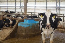 Holstein Cow Freestall Barn Water_Maureen Hanson