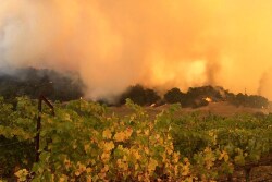 Wildfires sweep across California vineyards.