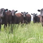 Angus heifers